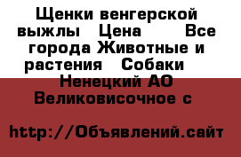 Щенки венгерской выжлы › Цена ­ 1 - Все города Животные и растения » Собаки   . Ненецкий АО,Великовисочное с.